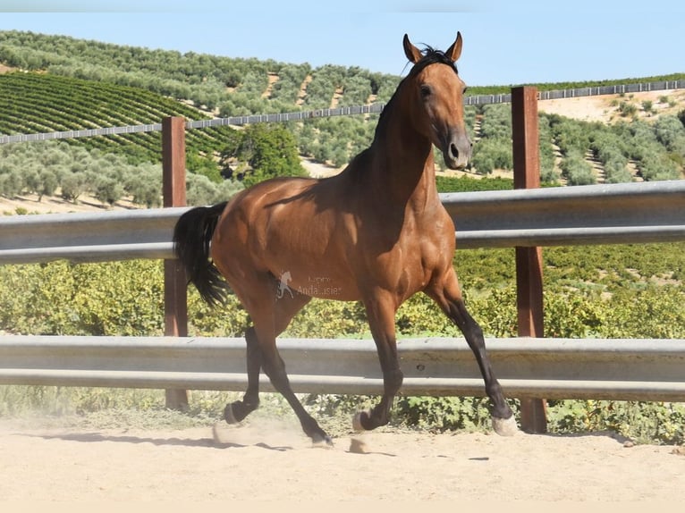 PRE Giumenta 4 Anni 156 cm Falbo in Provinz Cordoba