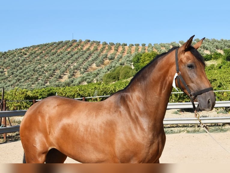 PRE Giumenta 4 Anni 156 cm Falbo in Provinz Cordoba