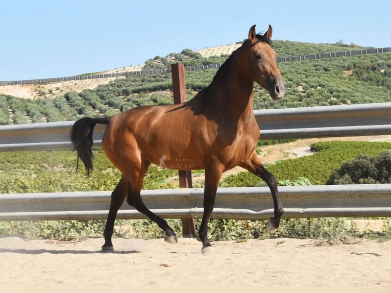 PRE Giumenta 4 Anni 156 cm Falbo in Provinz Cordoba