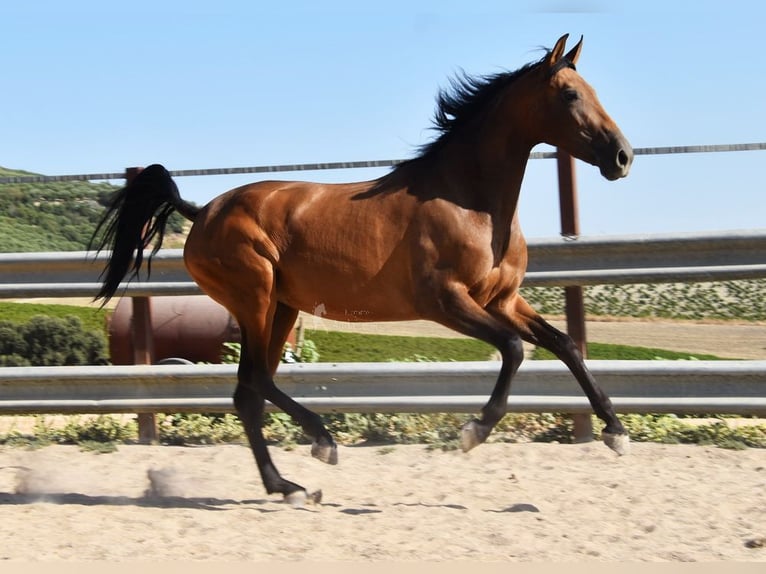 PRE Giumenta 4 Anni 156 cm Falbo in Provinz Cordoba