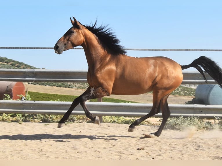 PRE Giumenta 4 Anni 156 cm Falbo in Provinz Cordoba