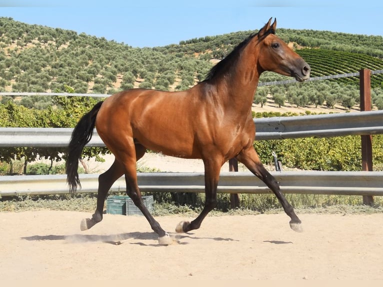 PRE Giumenta 4 Anni 156 cm Falbo in Provinz Cordoba