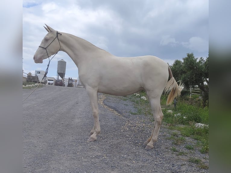 PRE Mix Giumenta 4 Anni 156 cm Grigio in Trebujena