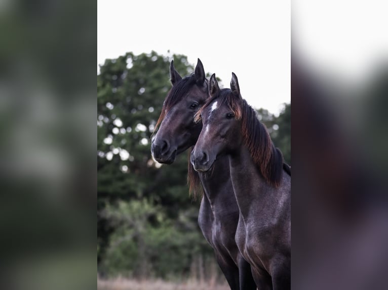 PRE Mix Giumenta 4 Anni 156 cm Può diventare grigio in Aldingen