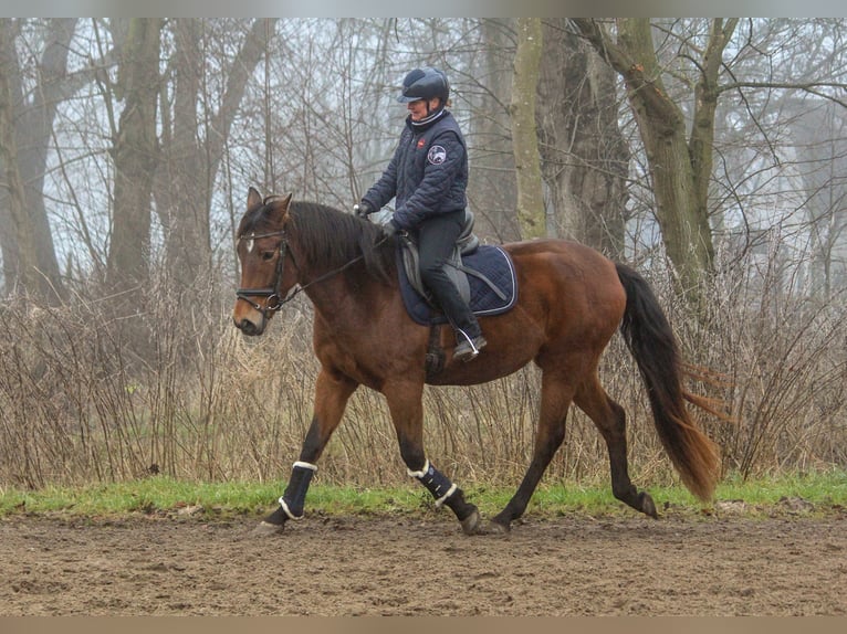 PRE Mix Giumenta 4 Anni 158 cm Baio in Wremen