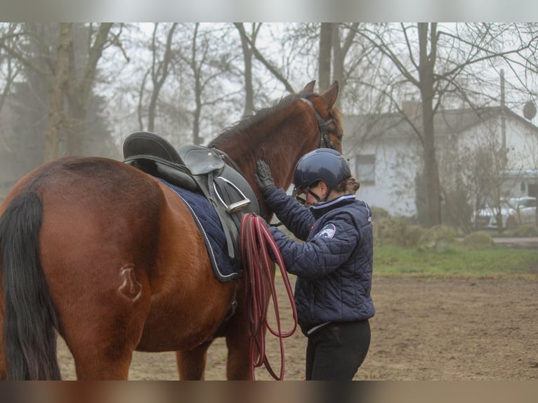 PRE Mix Giumenta 4 Anni 158 cm Baio in Wremen