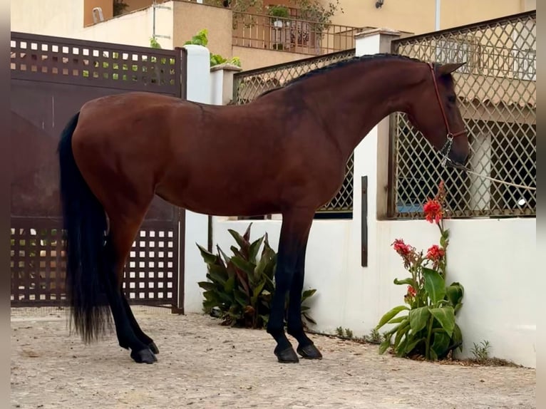 PRE Giumenta 4 Anni 158 cm Baio scuro in Schwarme
