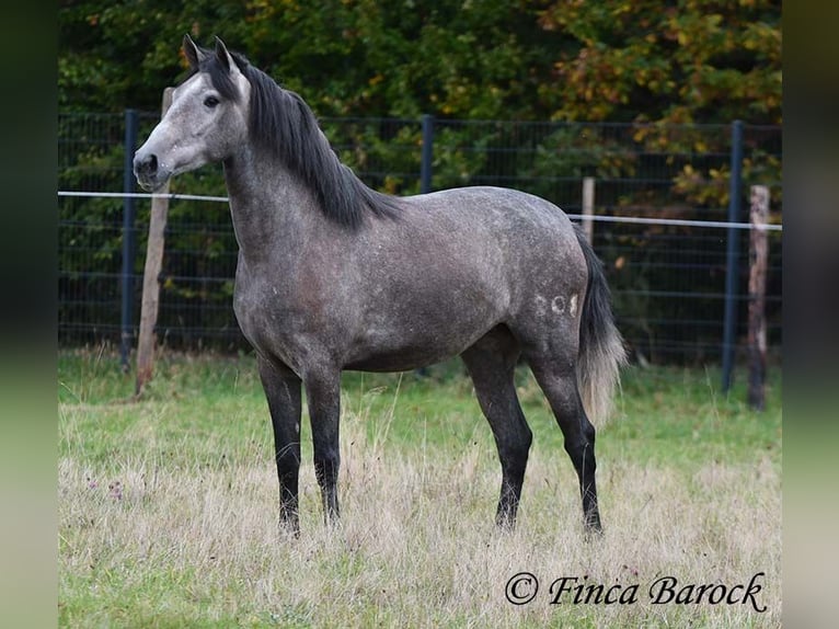 PRE Mix Giumenta 4 Anni 158 cm Grigio in Wiebelsheim