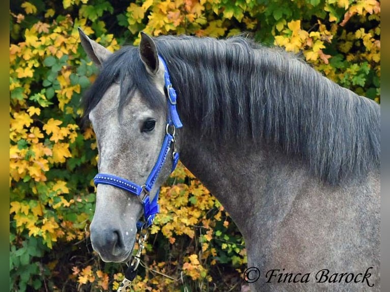 PRE Mix Giumenta 4 Anni 158 cm Grigio in Wiebelsheim