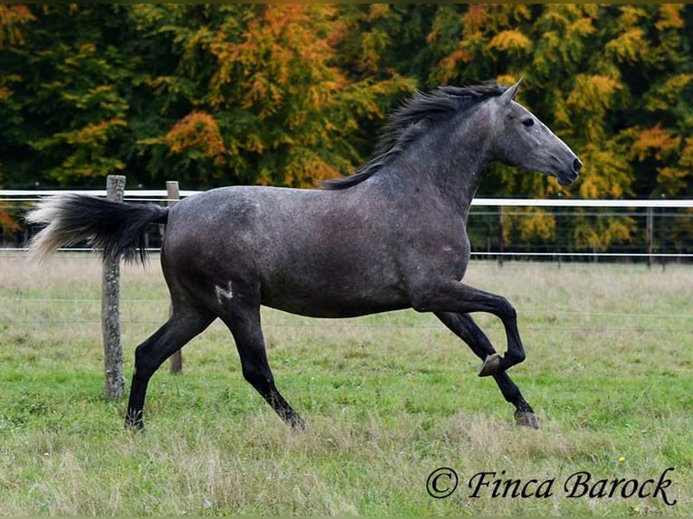 PRE Mix Giumenta 4 Anni 158 cm Grigio in Wiebelsheim