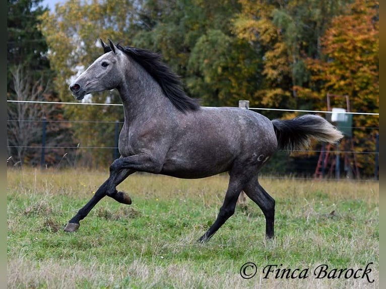 PRE Mix Giumenta 4 Anni 158 cm Grigio in Wiebelsheim