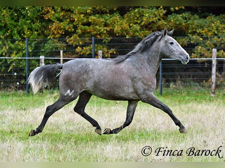 PRE Mix Giumenta 4 Anni 158 cm Grigio in Wiebelsheim
