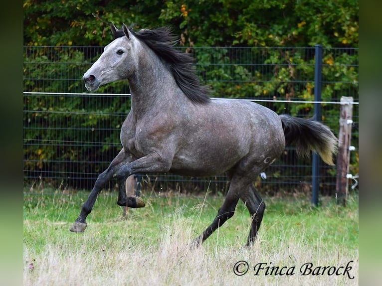 PRE Mix Giumenta 4 Anni 158 cm Grigio in Wiebelsheim
