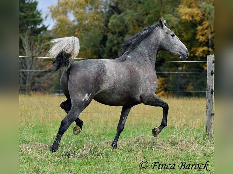 PRE Mix Giumenta 4 Anni 158 cm Grigio in Wiebelsheim