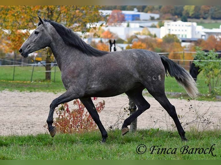 PRE Mix Giumenta 4 Anni 158 cm Grigio in Wiebelsheim