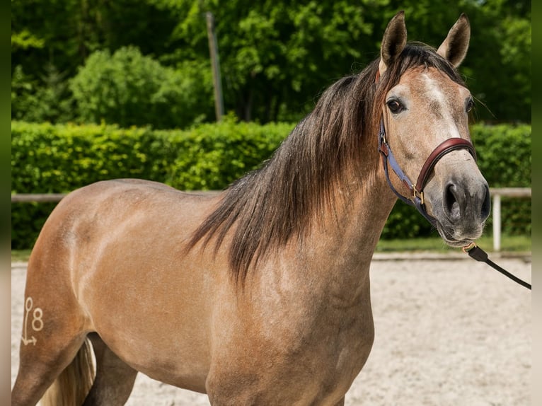 PRE Mix Giumenta 4 Anni 158 cm Grigio in Neustadt (Wied)