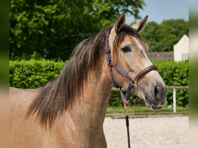 PRE Mix Giumenta 4 Anni 158 cm Grigio in Neustadt (Wied)