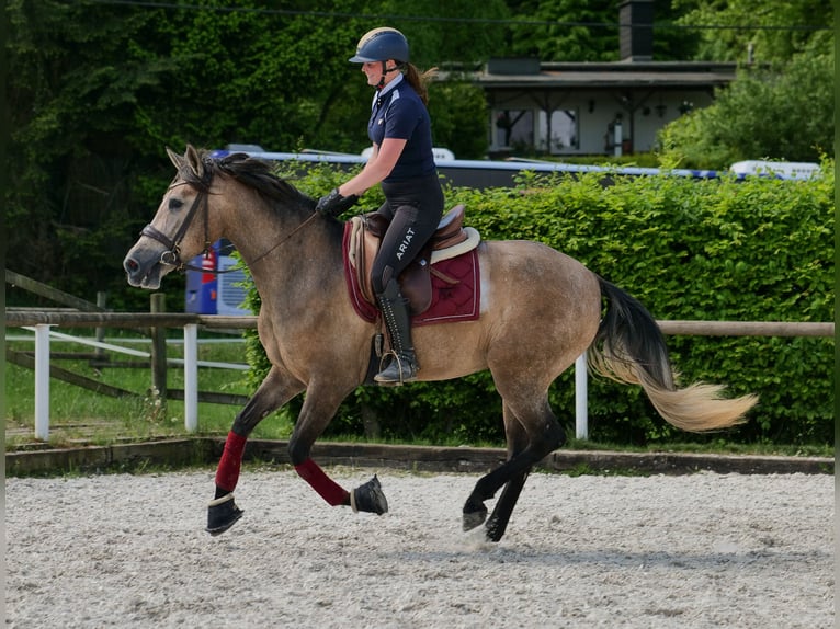 PRE Mix Giumenta 4 Anni 158 cm Grigio in Neustadt (Wied)