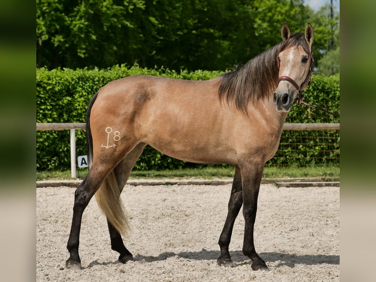 PRE Mix Giumenta 4 Anni 158 cm Grigio in Neustadt (Wied)