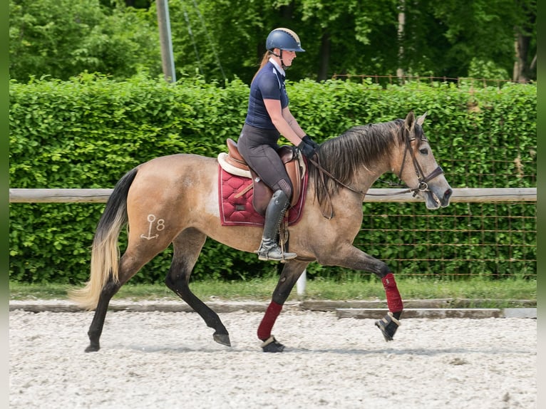 PRE Mix Giumenta 4 Anni 158 cm Grigio in Neustadt (Wied)