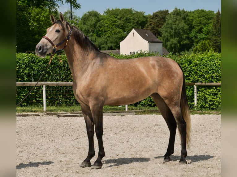 PRE Mix Giumenta 4 Anni 158 cm Grigio in Neustadt (Wied)