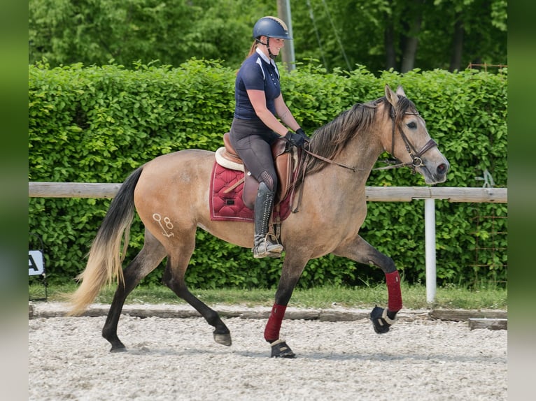 PRE Mix Giumenta 4 Anni 158 cm Grigio in Neustadt (Wied)