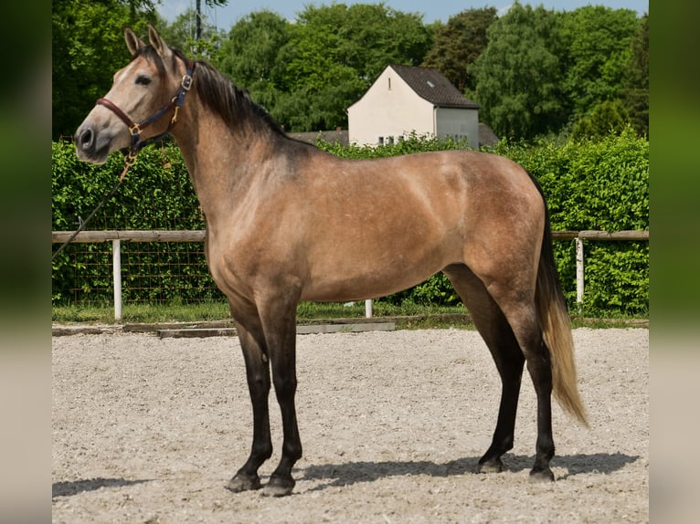 PRE Mix Giumenta 4 Anni 158 cm Grigio in Neustadt (Wied)