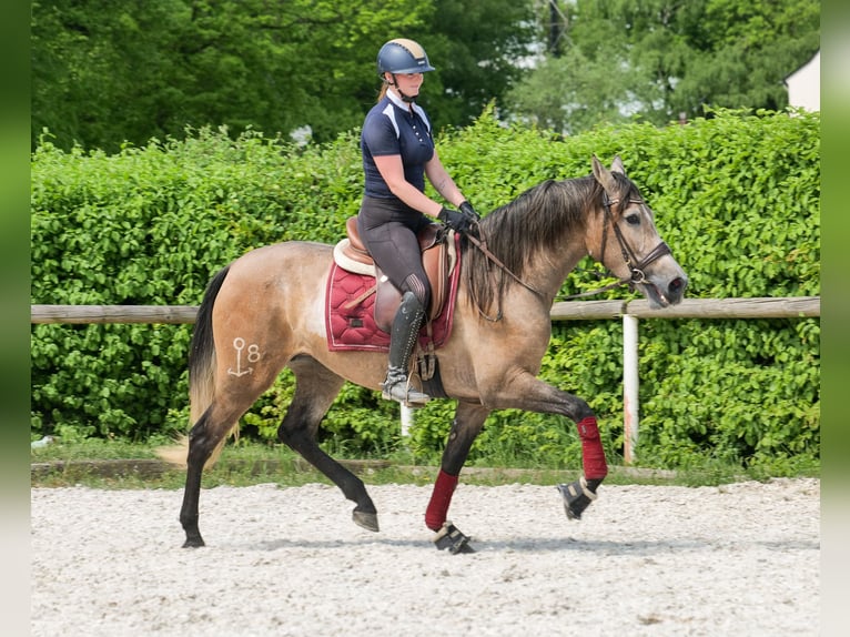 PRE Mix Giumenta 4 Anni 158 cm Grigio in Neustadt (Wied)