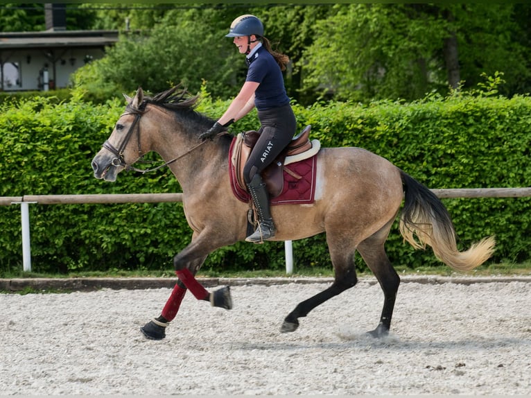 PRE Mix Giumenta 4 Anni 158 cm Grigio in Neustadt (Wied)