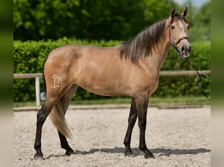 PRE Mix Giumenta 4 Anni 158 cm Grigio in Neustadt (Wied)