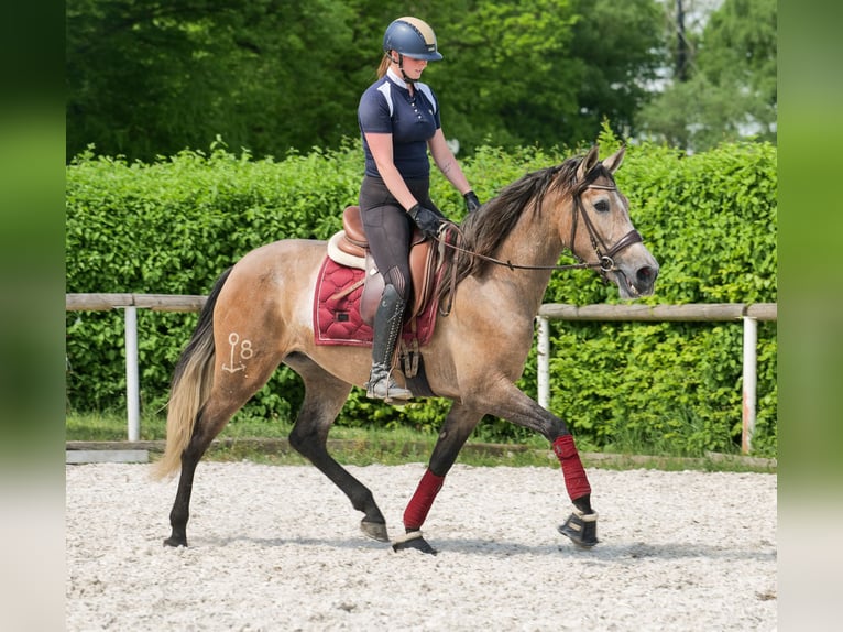 PRE Mix Giumenta 4 Anni 158 cm Grigio in Neustadt (Wied)