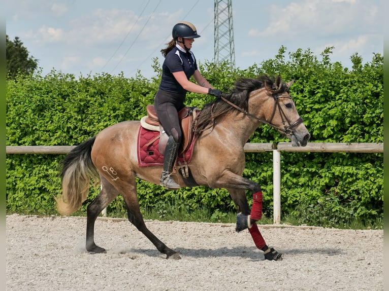 PRE Mix Giumenta 4 Anni 158 cm Grigio in Neustadt (Wied)