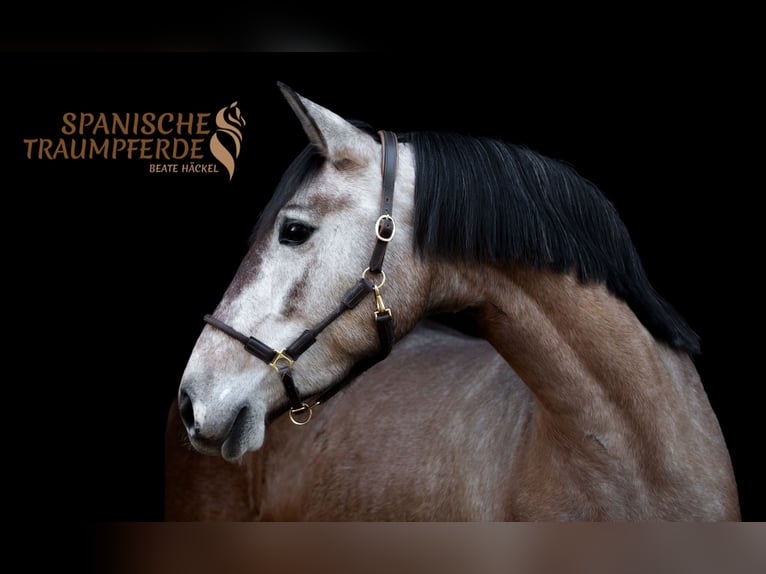 PRE Mix Giumenta 4 Anni 158 cm Grigio in Traventhal