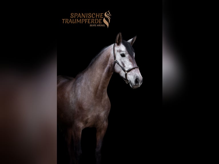 PRE Mix Giumenta 4 Anni 158 cm Grigio in Traventhal