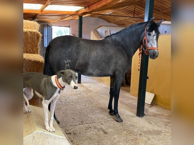 PRE Mix Giumenta 4 Anni 158 cm Grigio pezzato in Martfeld