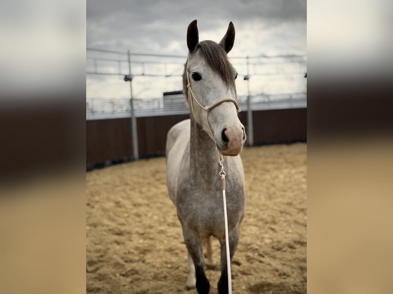 PRE Giumenta 4 Anni 158 cm Grigio pezzato in Elbtal