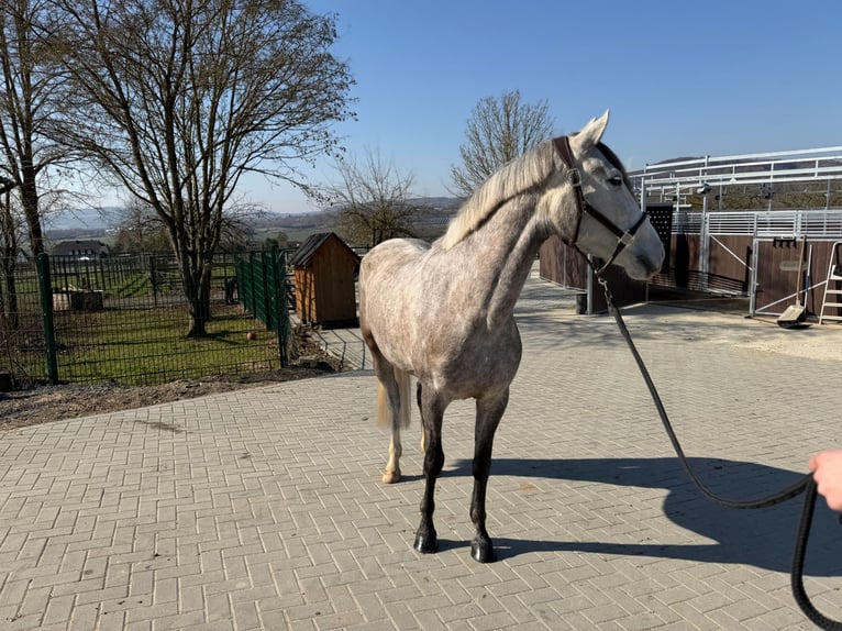 PRE Giumenta 4 Anni 158 cm Grigio pezzato in Elbtal