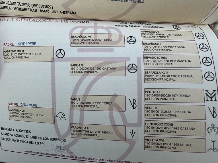 PRE Mix Giumenta 4 Anni 158 cm Leardo in Valencia