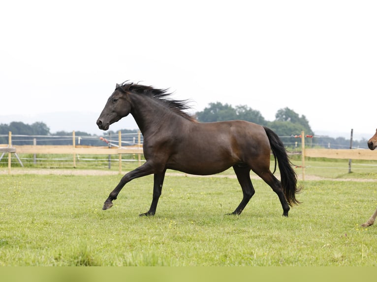 PRE Giumenta 4 Anni 158 cm in Rödinghausen