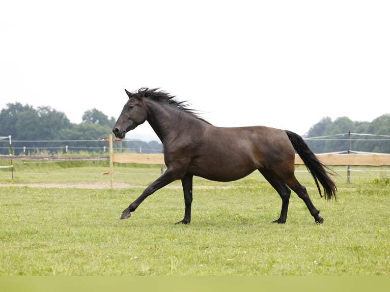 PRE Giumenta 4 Anni 158 cm in Rödinghausen