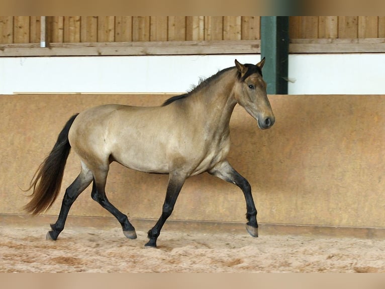 PRE Mix Giumenta 4 Anni 159 cm Grigio in Waldhölzbach