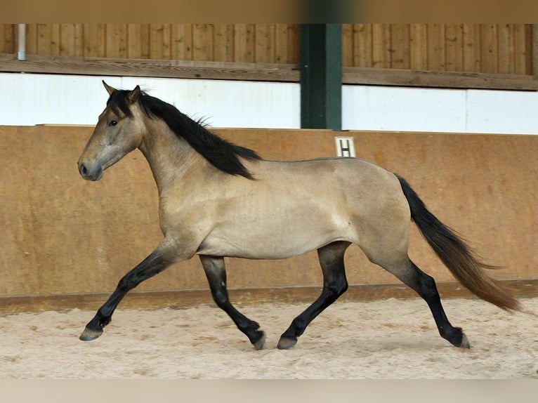 PRE Mix Giumenta 4 Anni 159 cm Grigio in Waldhölzbach