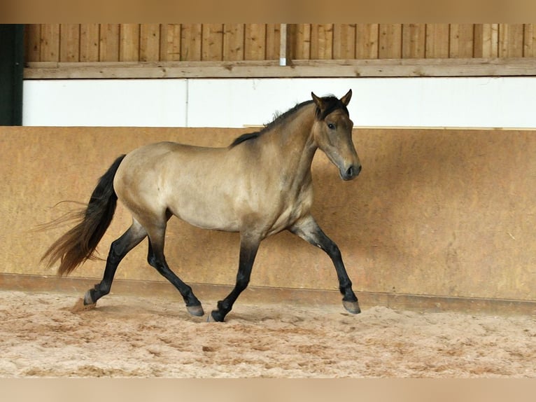 PRE Mix Giumenta 4 Anni 159 cm Grigio in Waldhölzbach