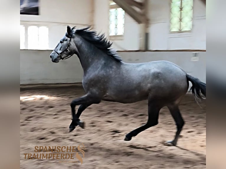 PRE Mix Giumenta 4 Anni 159 cm Grigio in Traventhal