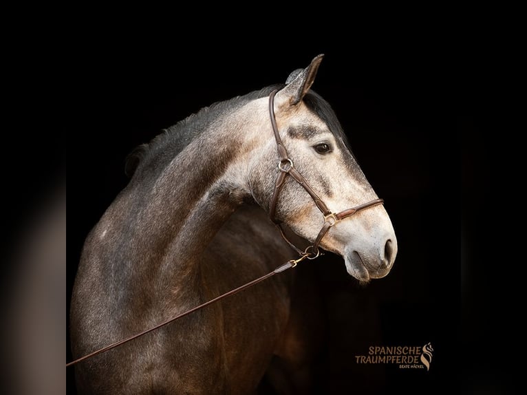 PRE Mix Giumenta 4 Anni 159 cm Grigio in Traventhal