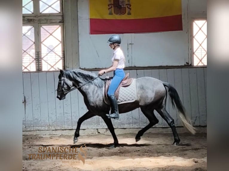 PRE Mix Giumenta 4 Anni 159 cm Grigio in Traventhal