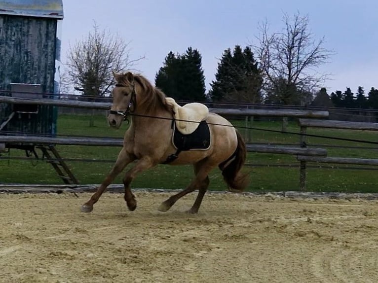 PRE Giumenta 4 Anni 159 cm Pearl in Balingen