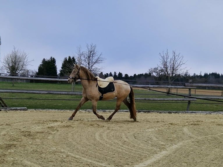PRE Giumenta 4 Anni 159 cm Pearl in Balingen