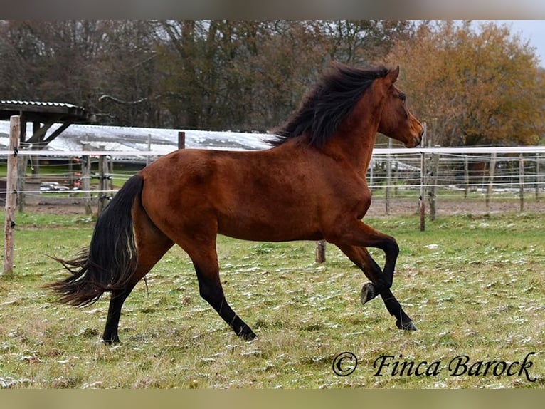 PRE Mix Giumenta 4 Anni 160 cm Baio in Wiebelsheim
