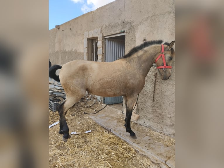 PRE Giumenta 4 Anni 160 cm Falbo in Mazarrulleque